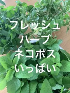 フレッシュハーブ　ネコポスいっぱいのサムネイル