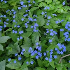 来年用・発送先は東日本】オンファロデス ハナルリソウ 抜き苗 №16