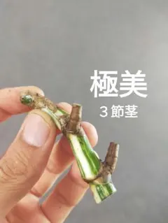 【K32】斑入りモンステラ ホワイトタイガー カット茎 成長点3つのサムネイル