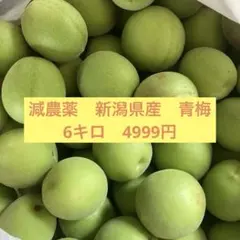 白加賀梅(しらかが ) 中熟～完熟梅 7kg 無農薬 山梨県産 大きさ不揃い 