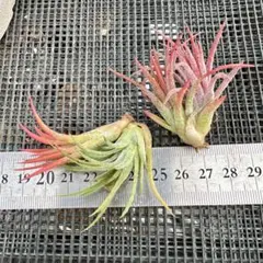 ダッフィー様 リクエスト 3点 まとめ商品