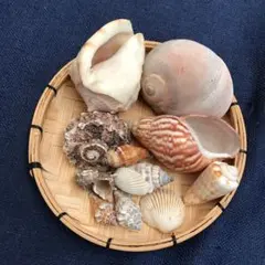 貝殻セット