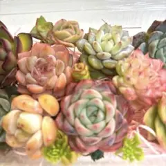 エケベリア たっぷり満足セット 多肉弁当カット苗 おまかせセット