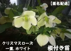 AFICIONANEXO様 リクエスト 3点 まとめ商品