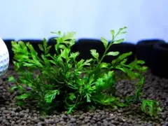 ボルビディス【完全水中葉＆完全無農薬】２株（画像株）《転売可》