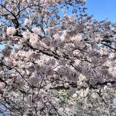 ユウキ様専用ページ　3袋