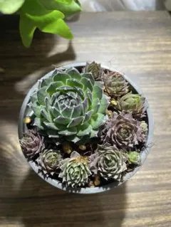 2026年最新】センペルの人気アイテム - メルカリ