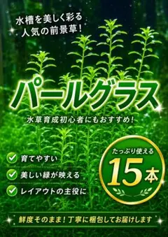 【セール品】パールグラス15本　次回発送7月6日のサムネイル