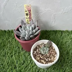 華切子　札付きポットごとメルカリ便おらいさん苗ミックスベリア 華切子 札付きポットごとメルカリ便おらいさん苗ミックスベリア