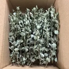 ☘️ユーカリ銀世界★フレッシュリーフ＊たっぷり☘️メルカリ便80サイズ ☘️ユーカリ銀世界☆フレッシュリーフ＊たっぷり☘️メルカリ便80