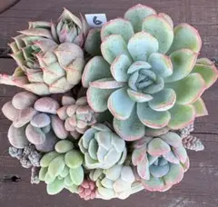 多肉植物　寄せ植えセット⑥ ストロベリーアイスなどのサムネイル