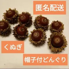 クヌギ　どんぐり　帽子付　8個