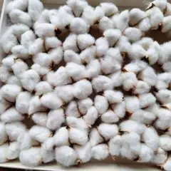 綿花 　コットン　ドライフラワー