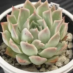 多肉植物 ザラドニス×アルバhyb【抜き苗】錦玉園さん苗 - メルカリ