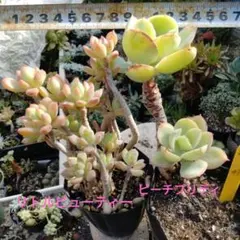 多肉植物2種抜き苗