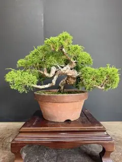 糸魚川真柏　超極太　半懸崖　懸崖　模様木　ジン　シャリ　中品　盆栽 糸魚川真柏 超極太 半懸崖 懸崖 模様木 ジン シャリ 中品 盆栽 - メルカリ