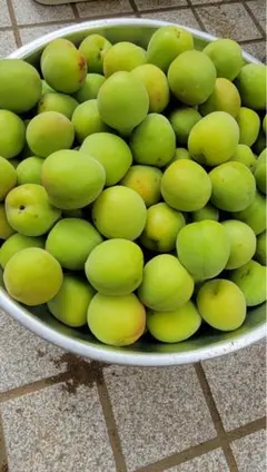 無農薬自然栽培の青梅（南高梅）：10kg【5月30日収穫し当日発送予定