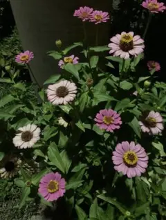 John Lawrence Sullivan パール ネックレス グラスコード