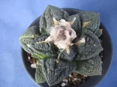 2025年最新】亀甲の人気アイテム - メルカリ