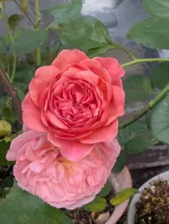 2025年最新】かおりかざりの人気アイテム - メルカリ