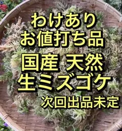 わけあり 国産 天然 生水苔 ミズゴケ250gのサムネイル