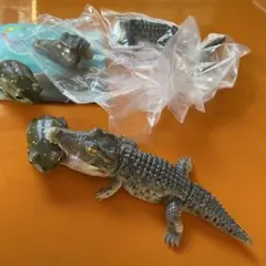 2026年最新】ワニリアルの人気アイテム - メルカリ