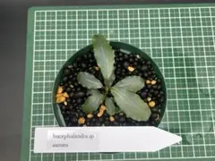 2026年最新】bucephalandra auroraの人気アイテム - メルカリ