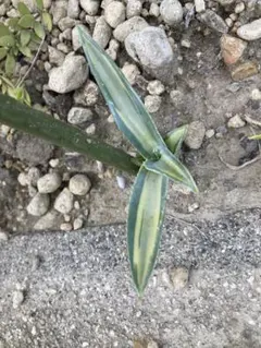 引き取り限定　アメリカーナ　刷毛斑 引き取り限定 アメリカーナ 刷毛斑