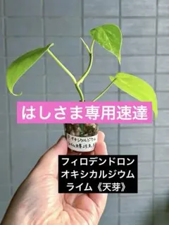 フィロデンドロン・オキシカルジウム・ライム《天芽》