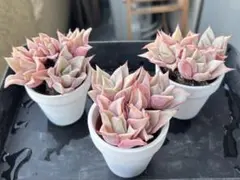 2025年最新】多肉 苗 セットの人気アイテム - メルカリ