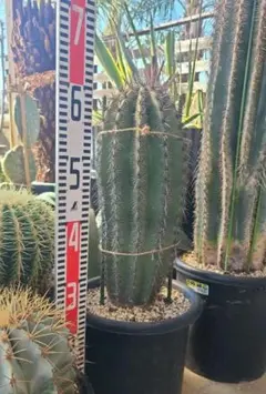 2026年最新】弁慶柱の人気アイテム - メルカリ