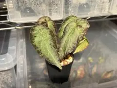 Sugi様 リクエスト 3点 まとめ商品