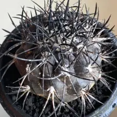 コピアポア グリセオビオラセア 栗星玉 山木 大株 2026年最新】コピアポア 栗星玉の人気アイテム - メルカリ