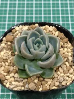 6.蛙の音 抜き苗 ミックスベリア おらいさん苗 多肉植物 - メルカリ