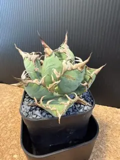 2025年最新】アガベ シーザーの人気アイテム - メルカリ