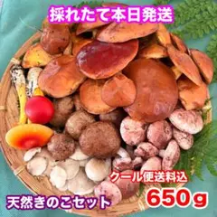 2025年最新】さくらしめじ 明日をの人気アイテム - メルカリ