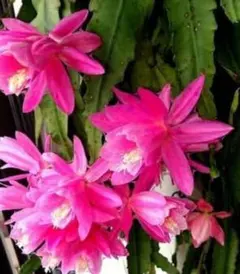 2026年最新】クジャクサボテンみなとまつりの人気アイテム - メルカリ