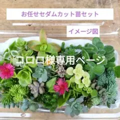 コロロ様専用ページ お任せセダムカット苗セット