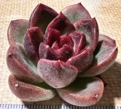あ*星様 4040新入荷　ウメ　エケベリア　多肉植物　撮影3月24日