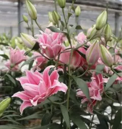 TowaRai⭐︎様 リクエスト 2点 まとめ商品