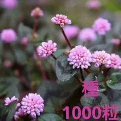 ヒメツルソバ(ポリゴナム)１０００粒以上・丸くポンポン可愛い・初心者向き