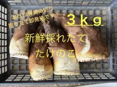マンゴバイン様　ご予約分 白子筍　京都山城産　約5kg 4月18日 マンゴバイン様 ご予約分 白子筍 京都山城産 3kg 4月18日 - メルカリ