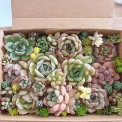 ゆうゆうメルカリ便　多肉植物　カット苗とセダム寄せ植えセット