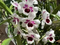 胡蝶蘭原種 交配種 ブルールデマニアナ 芳香性 希少品種 - メルカリ