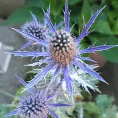 花の種 エリンジウム ブルーグリッター - メルカリ