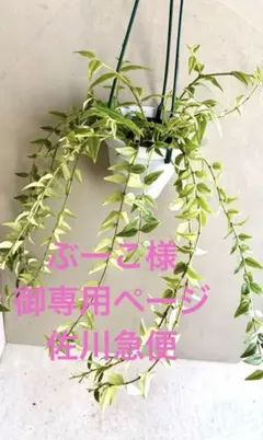 ホヤ フィッチー タイ産【現品・鉢付・タグ付・メルカリ便】サクララン