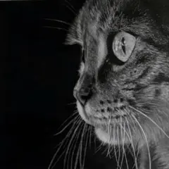 猫　手書きイラスト　鉛筆画