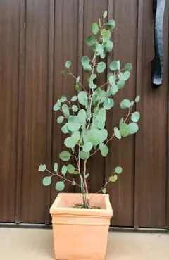 パールアカシア テラコッタ鉢植え 苗 ミモザ オージープランツ 真珠葉