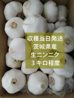 令和8年愛知県産 福地6-7片白生ニンニク - メルカリ