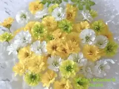 かすみ草　ドライフラワー　小花　No.845